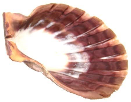 Large Lions Paw Shell - Oily BlendsLarge Lions Paw Shell