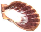 Large Lions Paw Shell - Oily BlendsLarge Lions Paw Shell