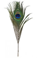 Peacock Feather - Metaphysical Sage Accessory - Oily BlendsPeacock Feather - Metaphysical Sage Accessory